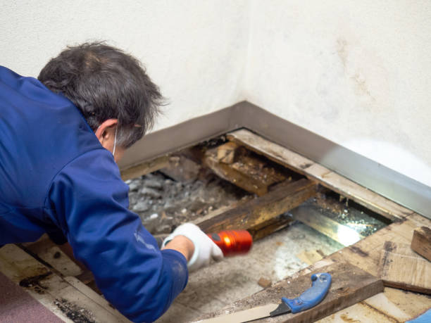 Best Industrial Mold Remediation in Ironde, AL