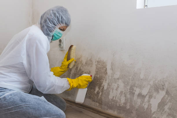 Best Residential Mold Remediation in Ironde, AL