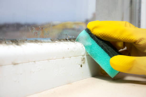 Best Post-Flood Mold Remediation in Ironde, AL