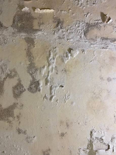 Professional Mold Remediation in Irondale, AL